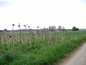 Sonnenblumen, die zu viel Sonne bekommen haben