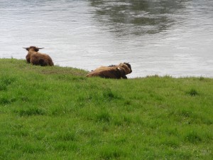 Weserufer mit Auerochsen