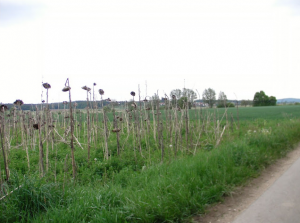 Sonnenblumen, die zu viel Sonne bekommen haben